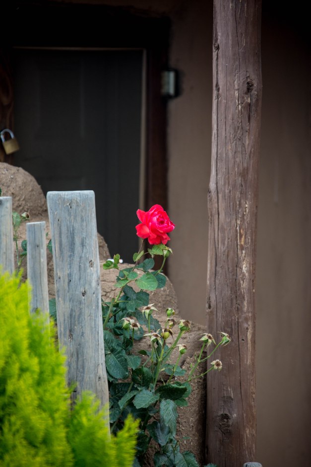 "A Rose by another name"